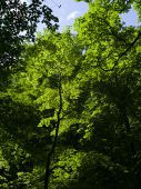 Green_0068_b.jpg