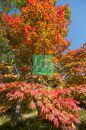 fall_019.jpg