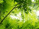 Green_0057.jpg