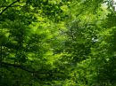 Green_0056.jpg