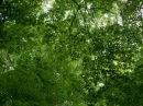 Green_0055.jpg