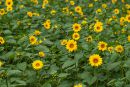 ESummer_0036.jpg
