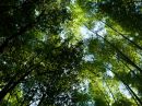 Green_0038_b.jpg